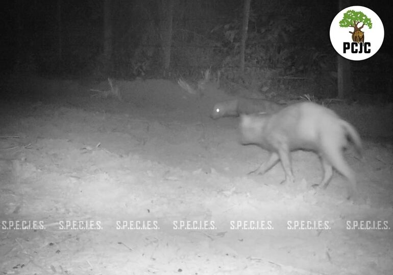 Los dos ejemplares de jagua yvyguy. Se cree que podría ser una pereja