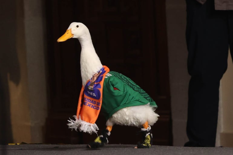 El Pato Merlín y su familia estuvieron en la Conferencia del Pueblo tras ser invitados por la Presidenta de México, Claudia Sheinbaum Pardo. La madre de familia explico cuáles son los cuidados que tiene el ave para mantenerlo saludable. El famoso pato lució su playera de la Selección Mexicana y una bufanda de la FIFA. FOTO: MOISÉS PABLO/CUARTOSCURO.COM