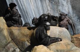 Chimpancés en el zoo de Los Ángeles.