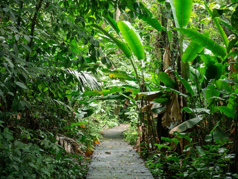 Parque Nacional Tortuguero, Costa Rica.