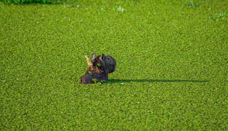 Capibara en exuberantes humedales de Casanare, Colombia.
