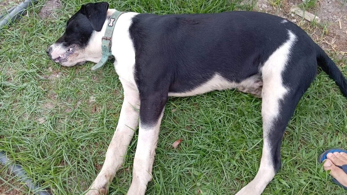 El perro Aquiles agonizó por más de 20 horas sin veterinario y ahora piden desenterrar su cuerpo