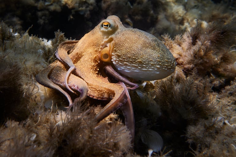 Pulpo, imagen ilustrativa.