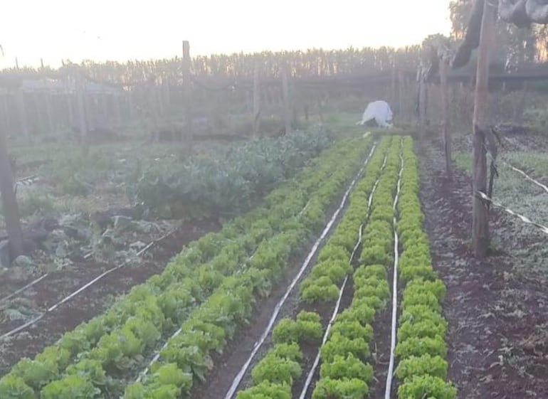 Horticultor con abrigo claro cuida hileras de lechugas en un ambiente frío y exterior.