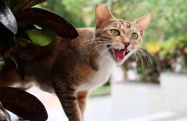 Gato.