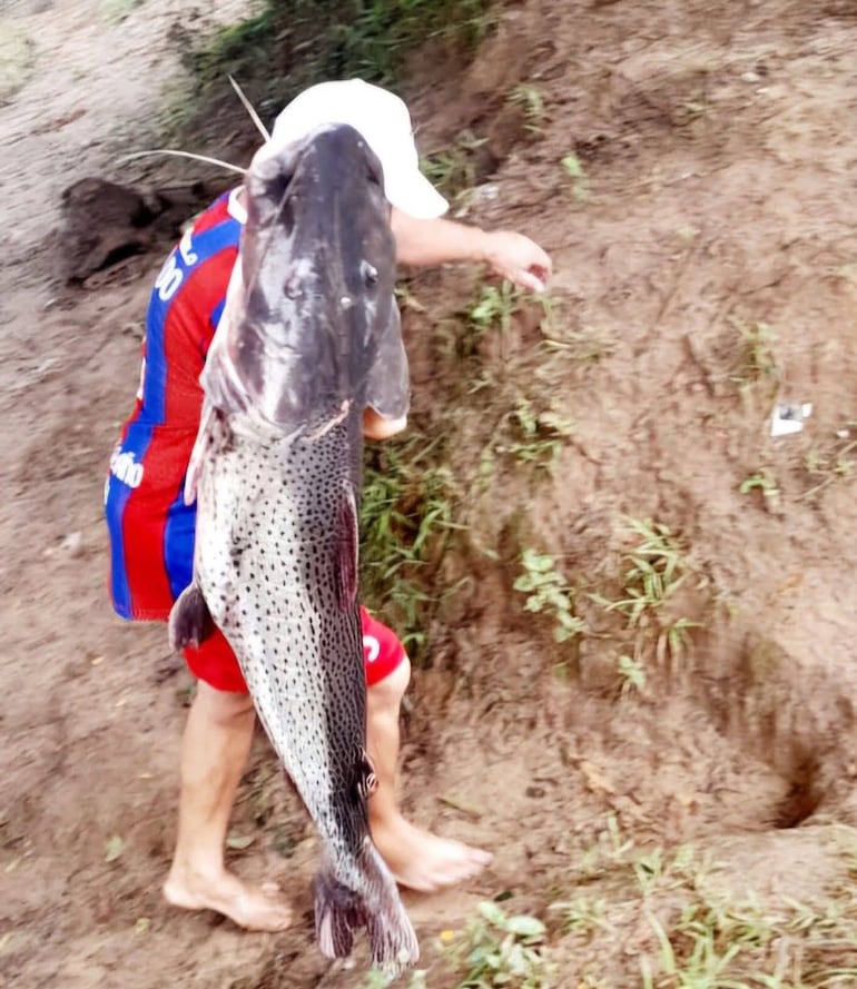 Mortandad de peces Itapé