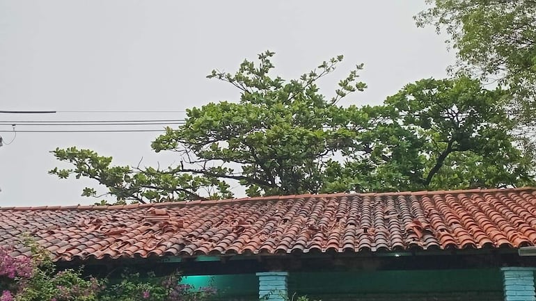 Techo de tejas rojas en estado deteriorado, rodeado de vegetación densa, sin presencia de personas en un ambiente tranquilo.