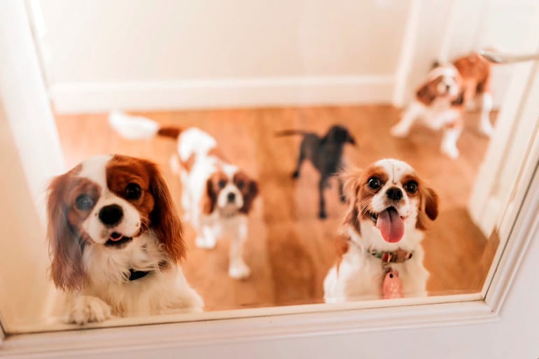 Los invitados más simpáticos.