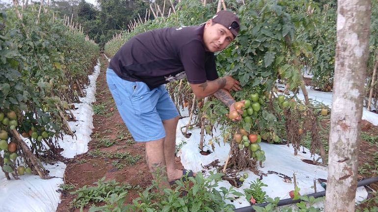 Hombre trabajando entre hileras de tomates, vistiendo camiseta negra y pantalones cortos azules, sosteniendo varios tomates maduros.