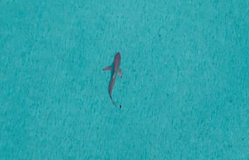 Tiburón, imagen ilustrativa.