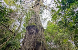 Tronco de árbol con textura rugosa cubierto de musgo, rodeado de densa vegetación en un bosque tropical.