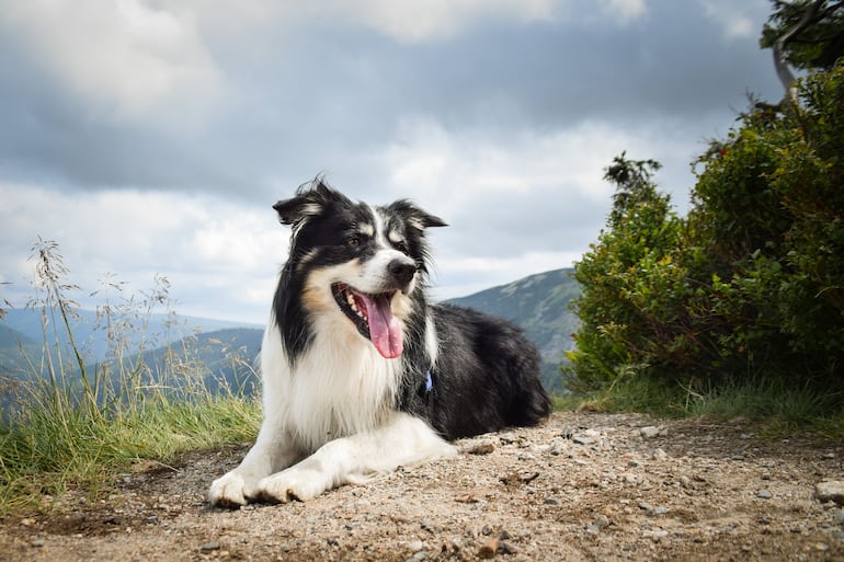 Perro de la raza border collie.
