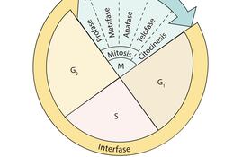 Proceso del ciclo celular