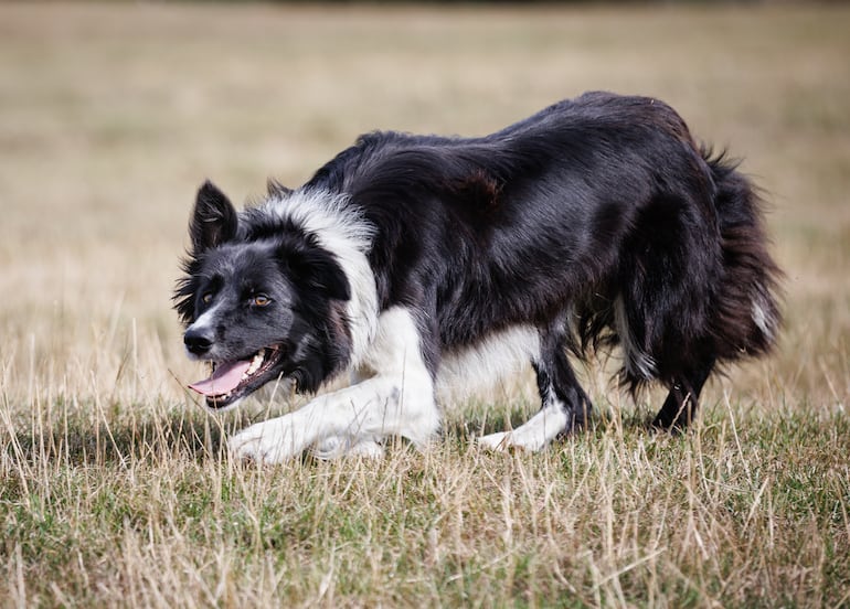 Perro de la raza border collie.