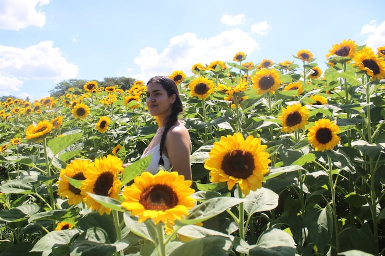 Los girasoles se convirtieron en toda una atracci&oacute;n en la comunidad de Caba&ntilde;as.