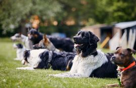 Entrenamiento canino.