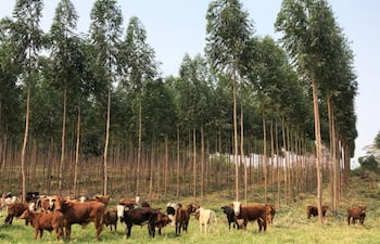 El hato ganadero del país mantiene un número constante de cabezas, de unas 13,5 millones, lo que refleja estabilidad respecto al año anterior.
