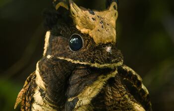 Chotacabras orejudo (Lyncornis macrotis).