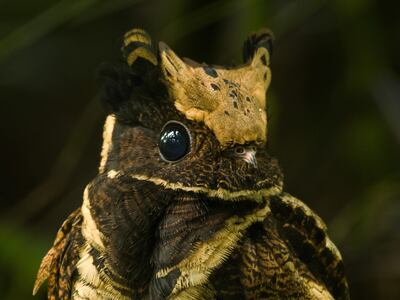 Chotacabras orejudo (Lyncornis macrotis).