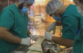 En plena tarea de castración a un gato, en la veterinaria universitaria de la UNAE.