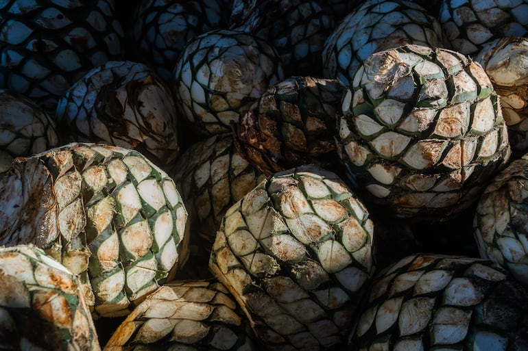 Agave azul, materia prima del Tequila.
