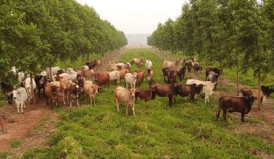 La producción paraguaya de carne cumple con los estándares exigidos por Estados Unidos, Chile, Taiwán, Israel y otros destinos.