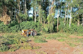 Muerte por caída de árbol en Alto Verá