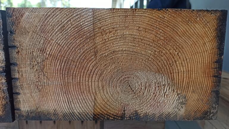 Anillos de los árboles.