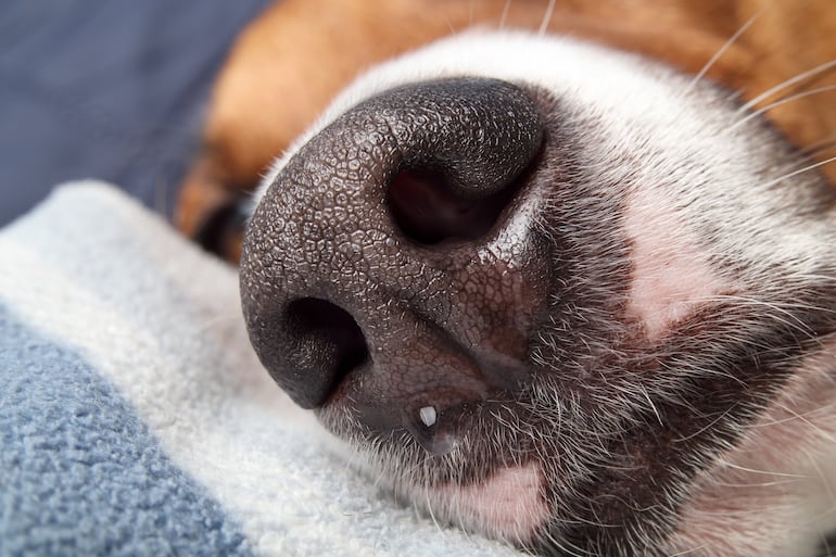 Secreción nasal en perros.