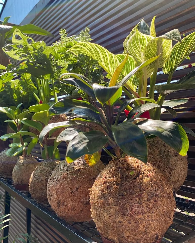 Las kokedamas se pueden adquirir desde G. 65.000, una opción ideal para quienes buscan darle un toque natural y diferente a sus espacios.