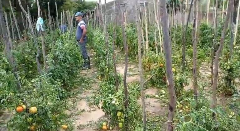 El temporal también afectó la producción hortícola y agrícola de Pilar.