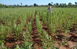 Más del 90% de la producción de sésamo se destina al comercio exterior