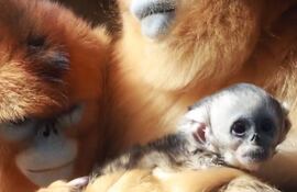 Mono dorado recién nacido en el Zoo Beauval, Francia.