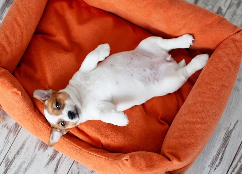 Concepto de perro que muestra la panza.