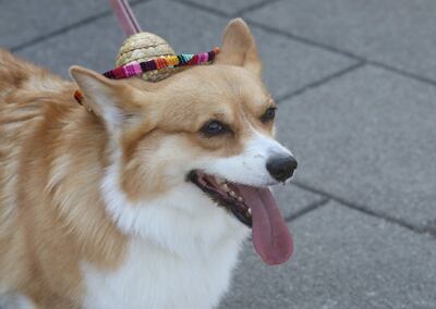 Un perro corgi MALUKAS / AFP)