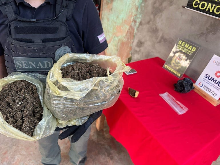 Agente de la SENAD con chaleco táctico y guantes sostiene bolsas transparentes con marihuana en un ambiente interior.