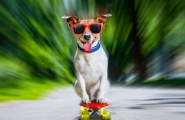 Concepto de adolescencia canina.