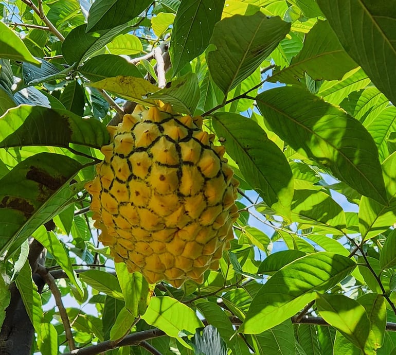 La chirimoya es una fruta poco común que tarda varios años en dar sus primeros frutos, lo que la convierte en una producción especial y llamativa.