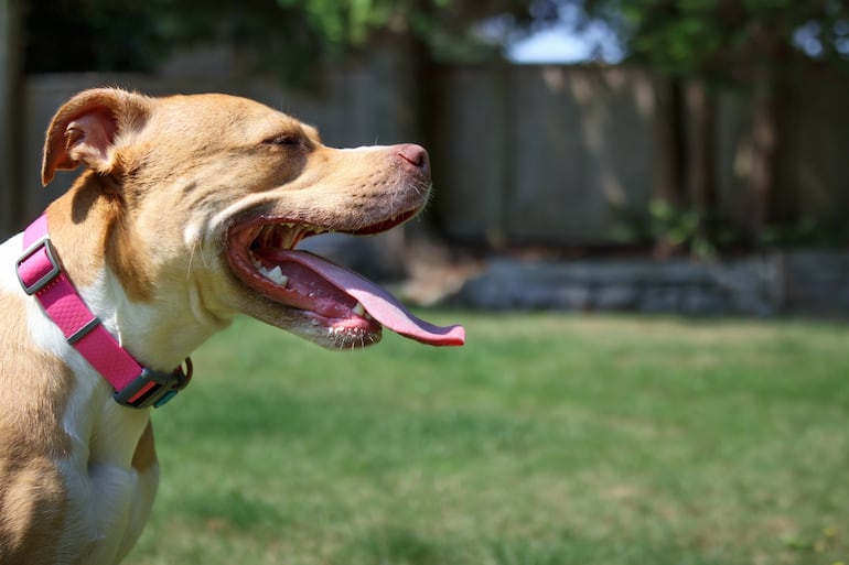 Impacto del choque térmico en perros.