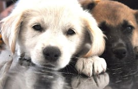 Imagen de referencia de animales que sufren maltrato.