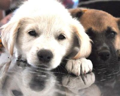 Imagen de referencia de animales que sufren maltrato.