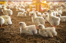 Avicultura: de 10 a 40 kilos per cápita en una década y con mercados en cinco continentes