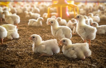 Avicultura: de 10 a 40 kilos per cápita en una década y con mercados en cinco continentes