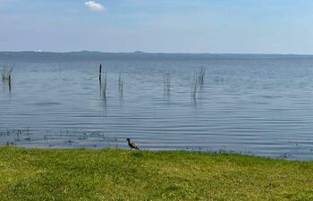 Aguas del Lago Ypacaraí, en recuperación.