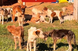 Grupo de aproximadamente diez perros en espacio verde, con sacos de alimento apilados detrás, en intervención de bienestar animal.