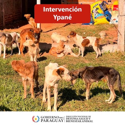 Grupo de aproximadamente diez perros en espacio verde, con sacos de alimento apilados detrás, en intervención de bienestar animal.