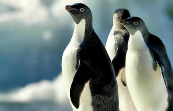 Pingüinos de Adelia.