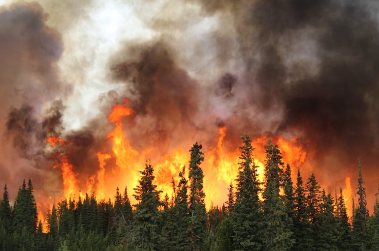 Las quemas controladas podrían evitar nueve de cada diez incendios graves - Ciencia