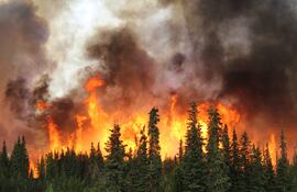 Concepto de incendios forestales.