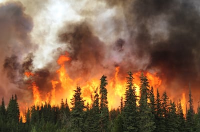 Concepto de incendios forestales.